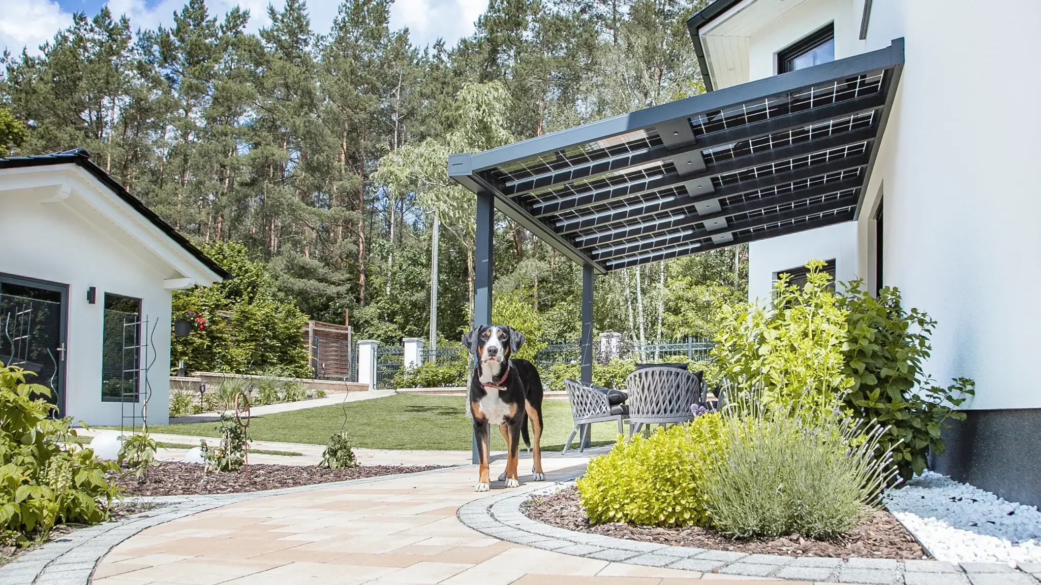 Hund unter Solarterrasse